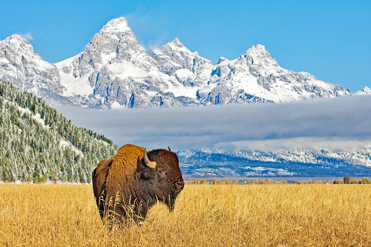 Wyoming Buffalo